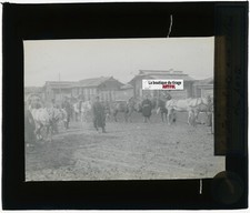 Peuple, chevaux, Russie, photo