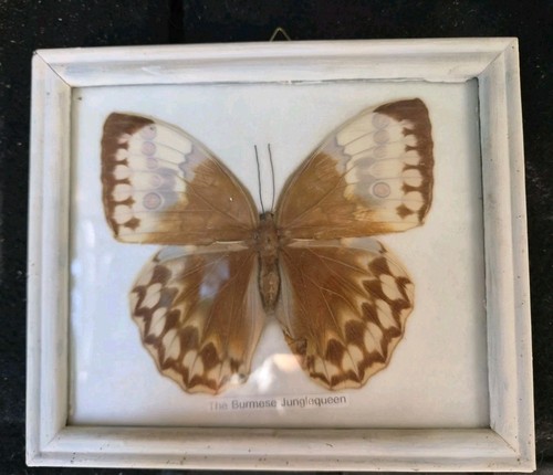 Papillon naturalisé the - papillon, "the