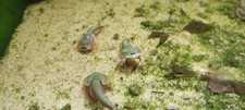 Triops Mongolie avec environ 150 œufs incl. Alimentation - approche d'élevage