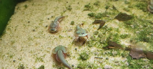 Triops mongolie avec environ - triops,