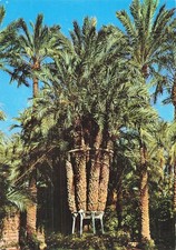 ESPAGNE ELCHE HUERTO DEL CURA  PALMIER IMPERIAL