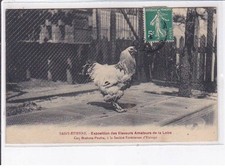 SAINT-ETIENNE: exposition des eleveurs amateurs de la loire, coq brahma-poutra