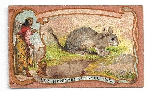 Chinchilla les - chinchilla,