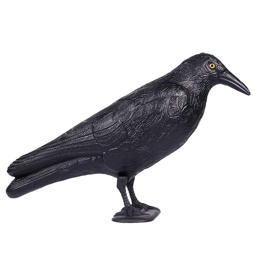 Noir corbeau anti pigeon - corbeau,