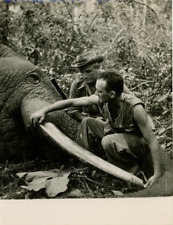 André Vincent mesurant une défense d'éléphant Vintage silver print Tirage