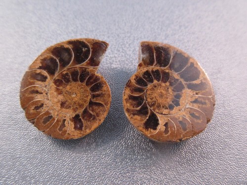 Pair madagascar ammonite - madagascar,