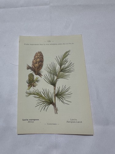 Planche botanique france - planche,