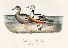 Eider De Steller Canards