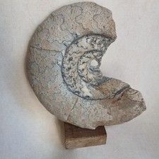 Ammonite, Fossiles France