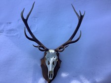 Trophée de cerf 12 cors