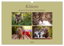 Kittens - Chatons British Shorthair (Calendrier mural 2026 DIN A3 horizontal), C