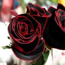 10x graine Rosier Rose NOIR & ROUGE SANG 10x BLACK RED BLOOD Rose rosebush seeds