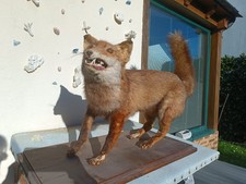 Renard roux naturalisé sur