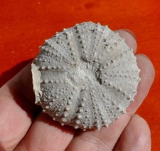 OURSIN FOSSILE CRÉTACÉ DES