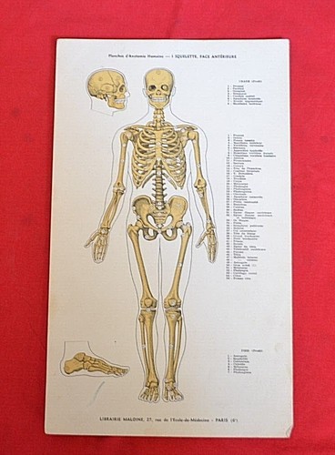 Ancienne planches d anatomie - ancienne, d'anatomie