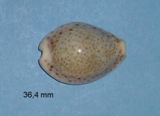 Cypraea    Turdus Pardalina   Somalia    36,4 mm