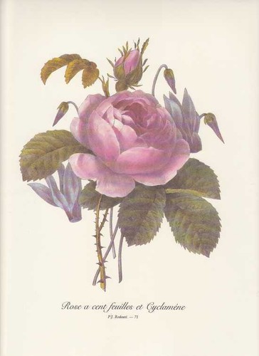 Rose roses cyclamen - rose,