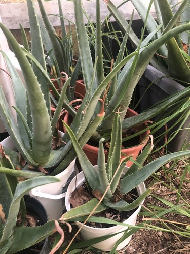 Aloé vera aloe barbadensis - aloe,