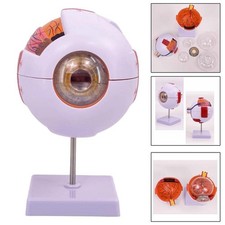 Modèle anatomique d'oeil