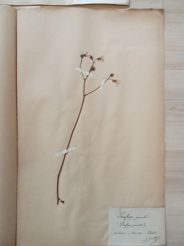 Ancien herbier botanique - ancien,