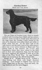 Gordon Setter - 1970 Vintage