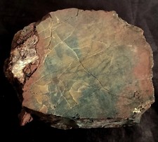 Fossile tranche de bois pétrifié brut – Araucaria – Badlands Arizona USA – 1,6 k