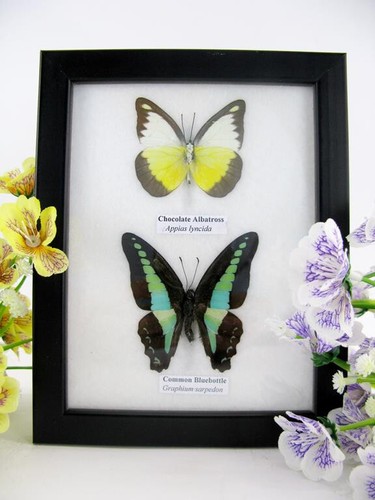 Vrais beaux papillons - 2,