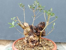 Bonsaï olivier 30 x 20 m en