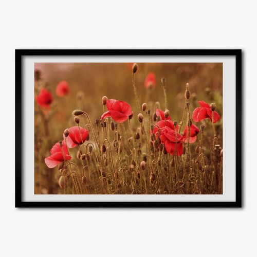 Tulup photo 70x50cm - cadre, le