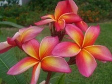 3 graines FRANGIPANIER