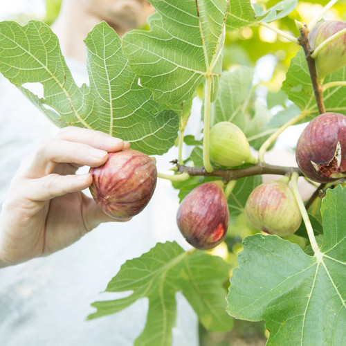 Ficus carica peretta - carica,