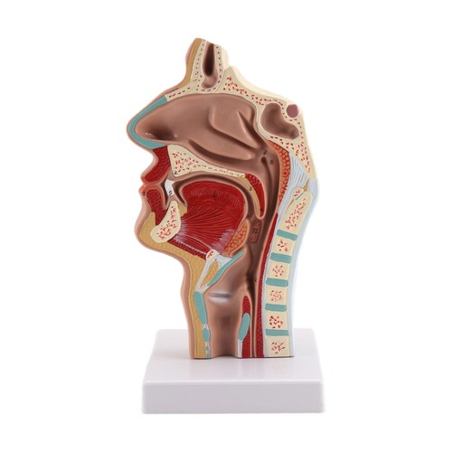 Modèle anatomie la - modèle, d'anatomie