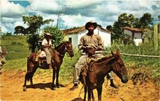 CPM AK Dans la plupart des régions, le cheval et le mulet BRAZIL (622833)