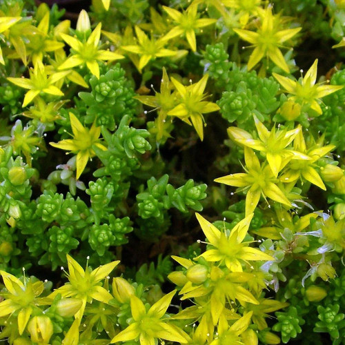 Sedum acre orpin jaune - sedum,