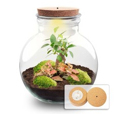 Bricolage plantes terrarium