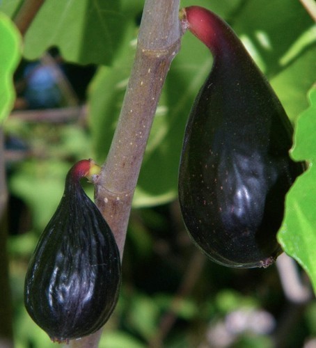 Ficus carica pantera - cv, nera