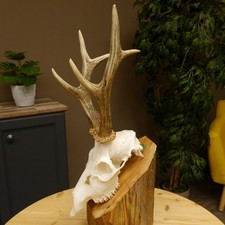 Bois De Cerf À La Chasse