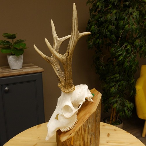 Bois cerf la - cerf, À