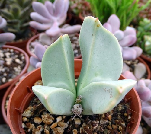 Conophytum herreanthus h637 - conophytum,
