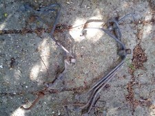 Tuyau de pompe a injection bmw 3.24 td 1987