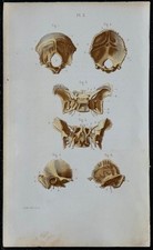 1852 - Planche anatomie