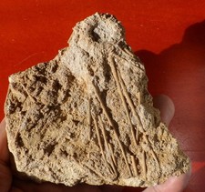 OURSIN FOSSILE JURASSIQUE DES