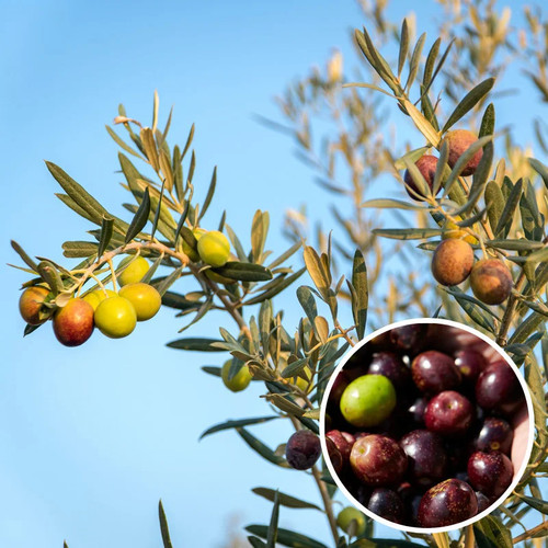 Olea europaea grossane - europaea,