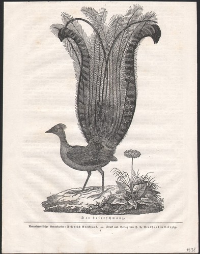 1838 gravure originale - 1838,