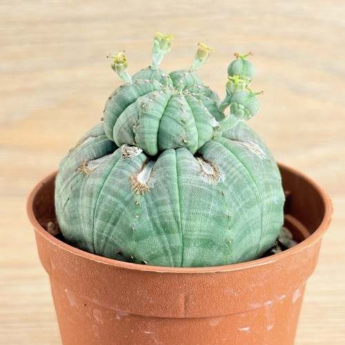 Euphorbia obèse pot 5 - obèse,, cm