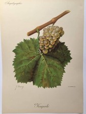 Ampélographie, Viala et