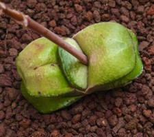 Gasteria armstrongii cv