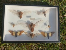Curiosité Entomologie Cadre