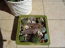 superbe ,29x29 composition de cacté s =4=  bcp de bébés +le pot céramique verte