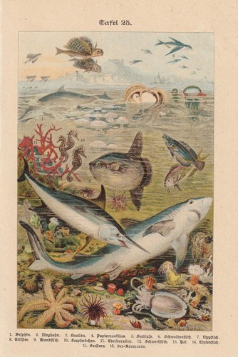 Poissons requin dauphin - poissons,